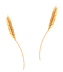 秋收黄色农作物小麦粮食